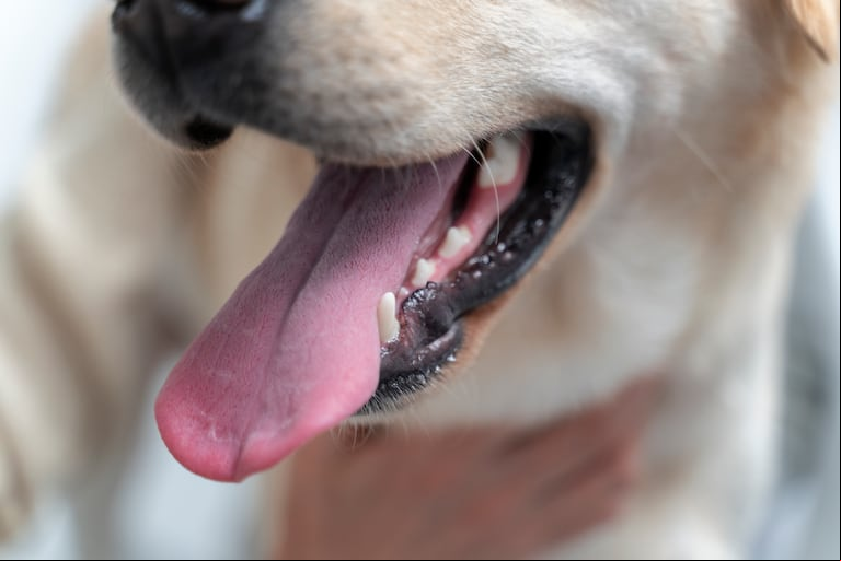 Los perros pueden sacar la lengua y jadear en situaciones de estrés, nerviosismo o excitación. (Foto: Adobe Stock)