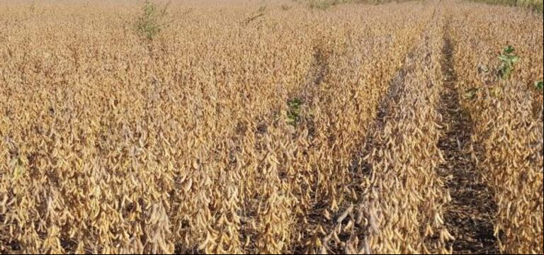 Lote con soja temprana; en etapa reproductiva R8 (madurez plena), en el oeste del departamento San Cristóbal. (Foto: BCSF).