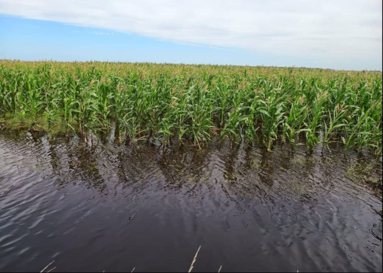 Lote de  maíz afectado por las inundaciones. (Foto: Clara Busquet) 