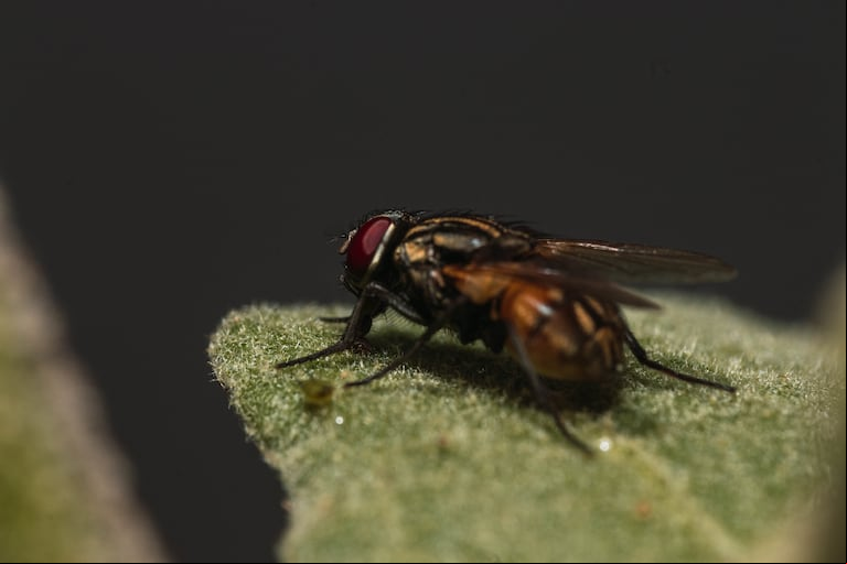 Métodos naturales para alejar moscas sin dañarlas. (Foto: Freepik).