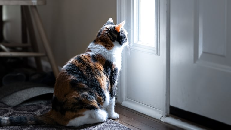 Ni 1 ni 12 horas: cuánto tiempo puede estar solo en casa nuestro gato. (Foto: Adobe Stock)