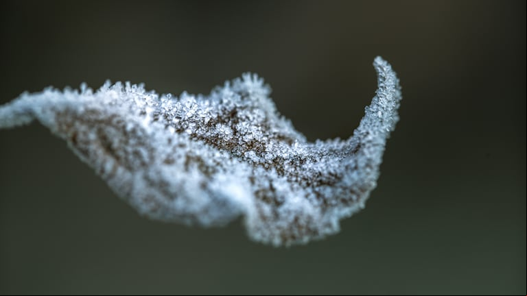 Ni abono ni químicos caros: cómo proteger a tus plantas del frío en el invierno (Foto: Freepik).