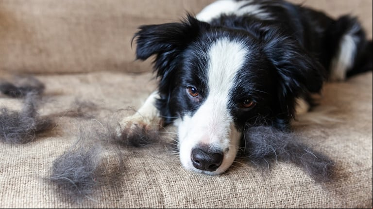 Ni aspiradora ni rodillo: el truco más efectivo para sacar los pelos de tu perro de la cama y el sillón (Foto: Adobe Stock).