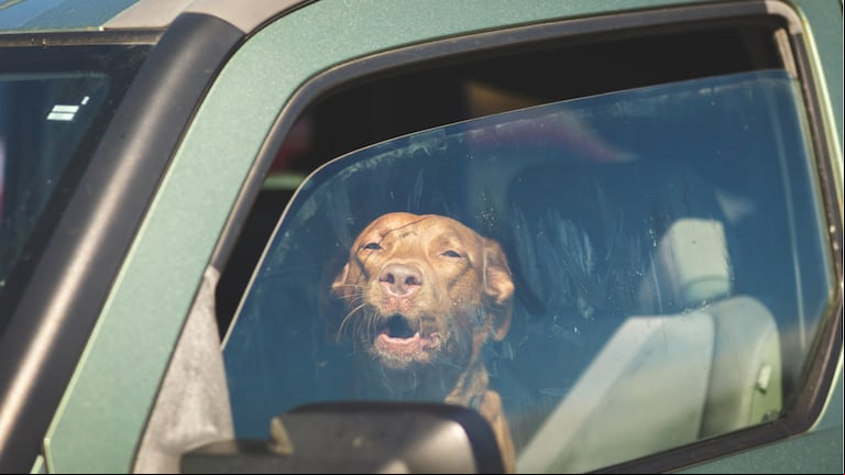 Nunca dejar mascotas dentro de los autos.