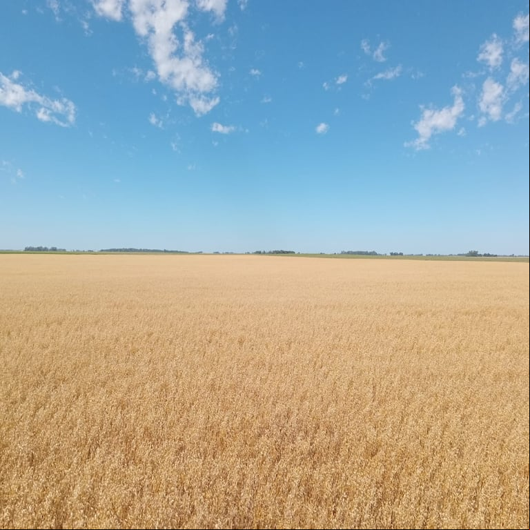 Para que sea apta para celíacos, la avena requiere de una producción especial, donde se cultive en “lotes limpios”, sin riesgo de contaminarse de centeno, trigo o cebada. (Foto: Denise Stephani Campion)
