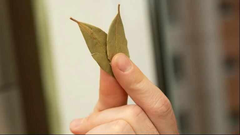 Por qué usar una hoja de laurel en el zapato según el Feng Shui. (Foto: Adobe Stock)