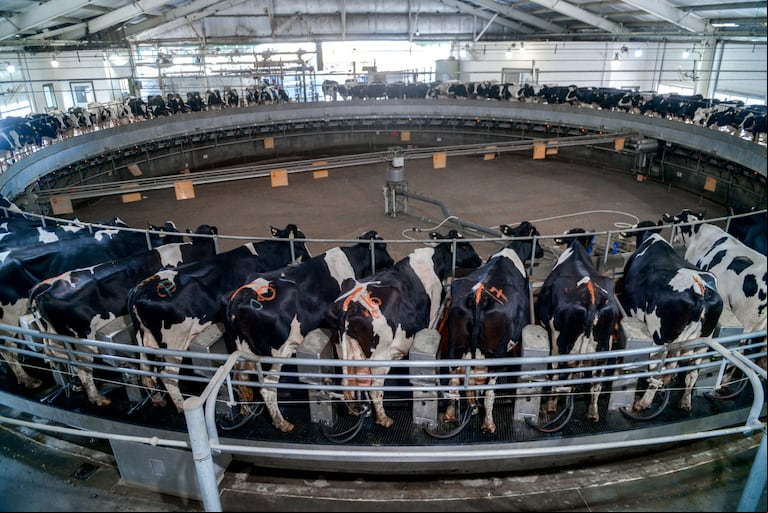 Productores tamberos utilizaron los créditos de BICE para modernizar sus establecimientos y mejorar la productividad, con inversiones en tecnología como sistemas de ordeño robóticos. (Foto: SAGyP).