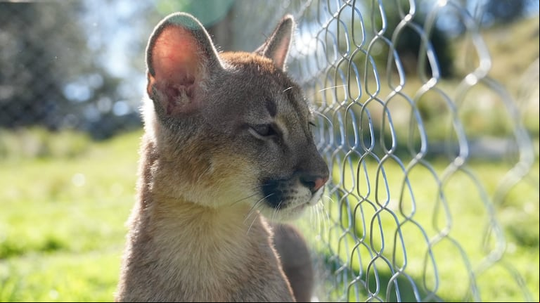 Rescataron a un puma en Plottier con una grúa tras dispararle un tranquilizante: estaba a más de 10 metros de altura. (Foto: Lucio Casalla / El Doce).