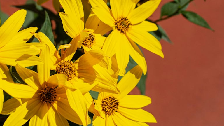 Resiste al frío: la planta ideal para llenar de flores tu jardín en invierno (Foto: Freepik).