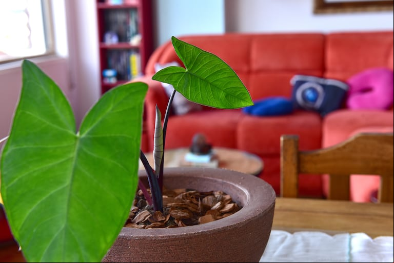 Rodearte de naturaleza dentro de tu hogar es una estrategia simple y poderosa para tu bienestar emocional. (Foto: Adobe Stock)