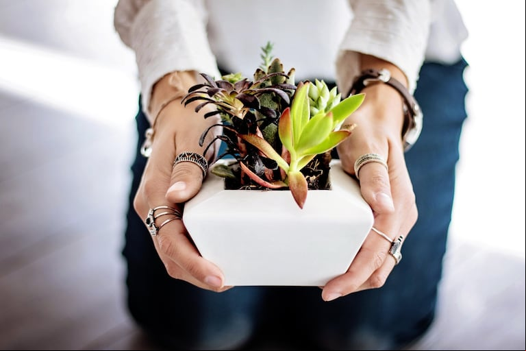 Se debe reducir el riego a las plantas (Foto: Pixabay).