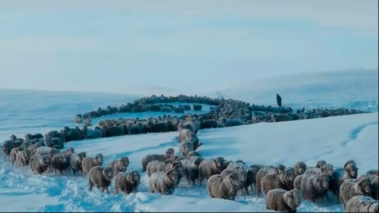 Se dispuso de una cuenta bancaria en pesos para que puedan realizarse donaciones en ayuda a los productores afectados por las nevadas en la provincia de Santa Cruz. (Foto: CRA)
