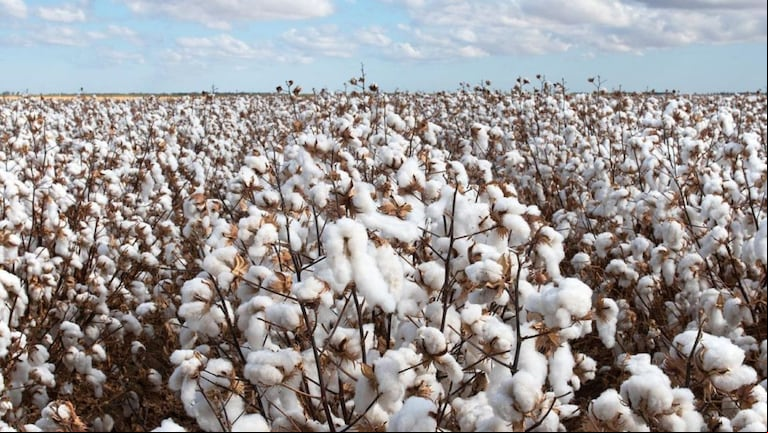 Se lanzó al mercado Algodón Responsable Argentino (ARA), una iniciativa que busca transformar la industria textil en Argentina. (Foto: Instagram/@algodonresponsable)