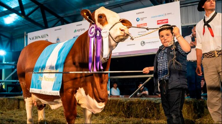 Se pagó una cifra millonaria por la mitad de la reservada "Gran Campeona Braford". (Foto: Exponenciar)