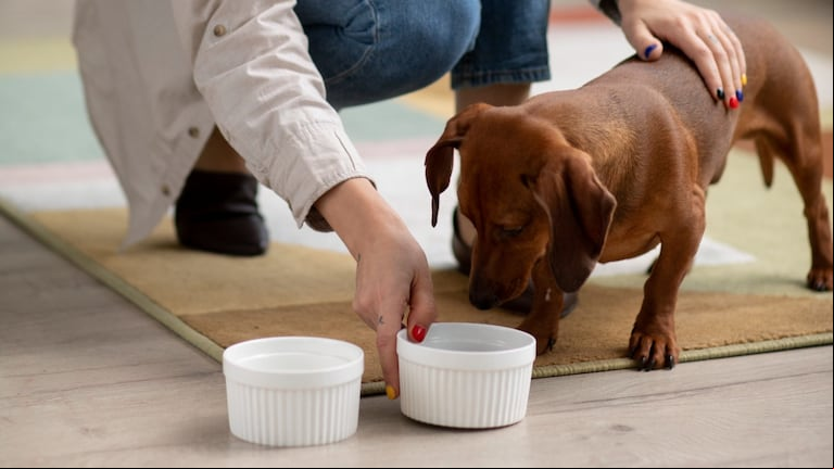 Se recomienda que el agua para el perro sea de la misma calidad de la que consumen las personas en la casa. (Foto: Freepik)