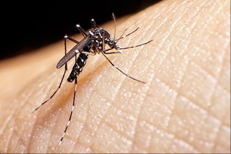 Se registraron más de 33.000 casos de dengue entre finales de julio y enero y 25 muertes en el país (Foto: Adobe Stock)