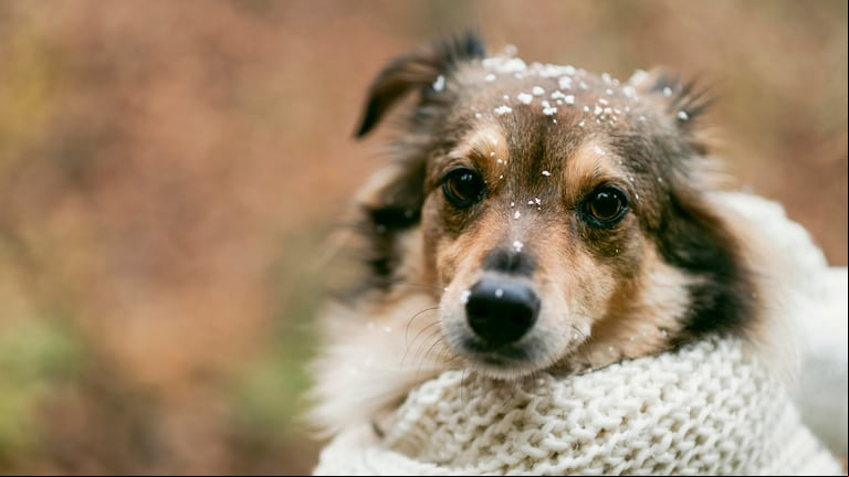 Según la temperatura, el riesgo se multiplica para la mascota. (Foto: Freepik)