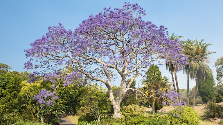 Su tamaño y sus colores hicieron que sea elegido como el más lindo del mundo. (Foto. Adobe Stock)