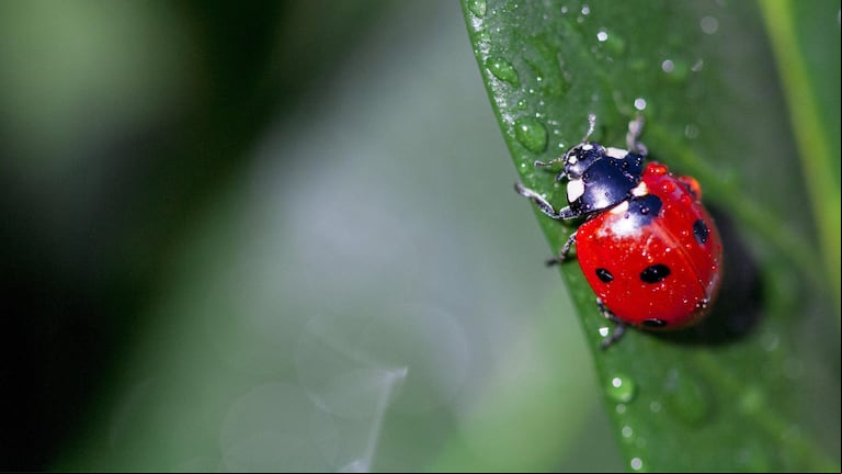 Sus principales significados guardan relación con la espiritualidad y la ecología. (Foto: Pixabay)