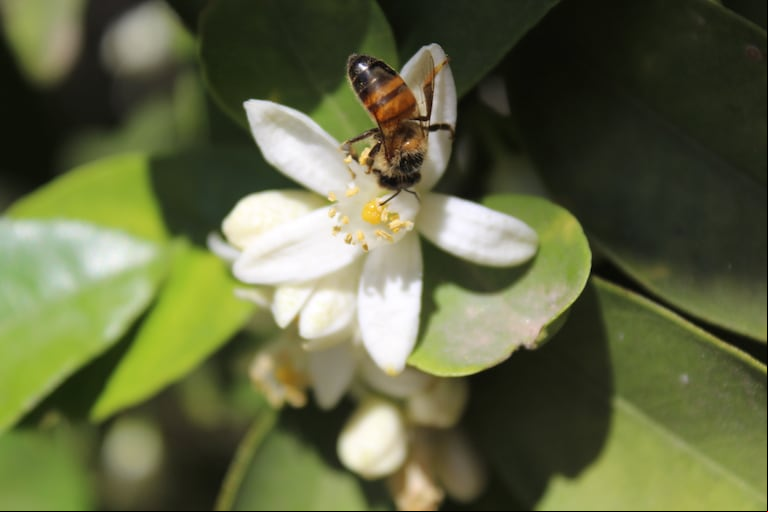 Un estudio del Consejo Nacional de Investigaciones Científicas y Técnicas (Conicet), Instituto Nacional de Tecnología Agropecuaria (INTA) y las Universidades Nacionales de Tucumán y Catamarca reveló que la polinización animal contribuye con más de la mitad de la producción anual de cítricos en Argentina. (Foto: INTA).