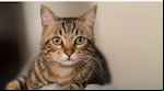 Un estudio realizado por científicos de la Universidad de Helsinki revela el comportamiento de los felinos. (Foto: Adobe Stock).