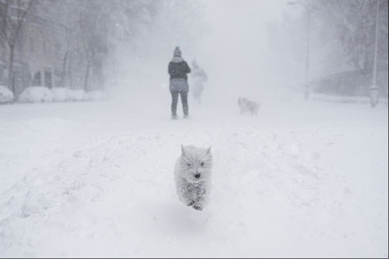 Un perro corre en la nieve en una calle de Madrid en medio de una nevada histórica. (Foto: AFP/Benjamin Cremel).