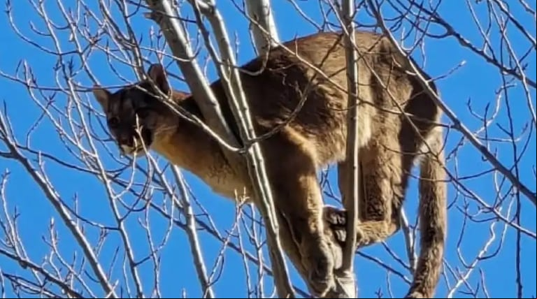 Un puma fue hallado a más de 10 metros de altura en un árbol en China Muerta, Plottier. (Foto: gentileza diario Río Negro).