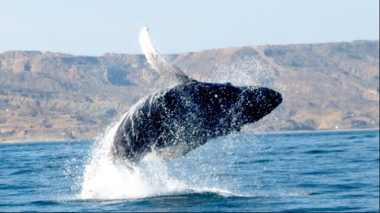 Una ballena sale a la superficie en Península Valdés. (Foto: Reuters)
