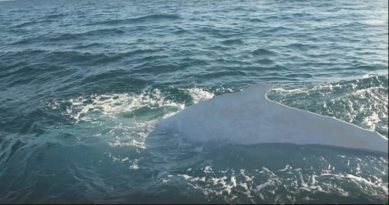 Una foto de la ballena Migaloo, tomada en 2012. Se presume que podría ser la ballena fallecida que apareció encallada en la playa.