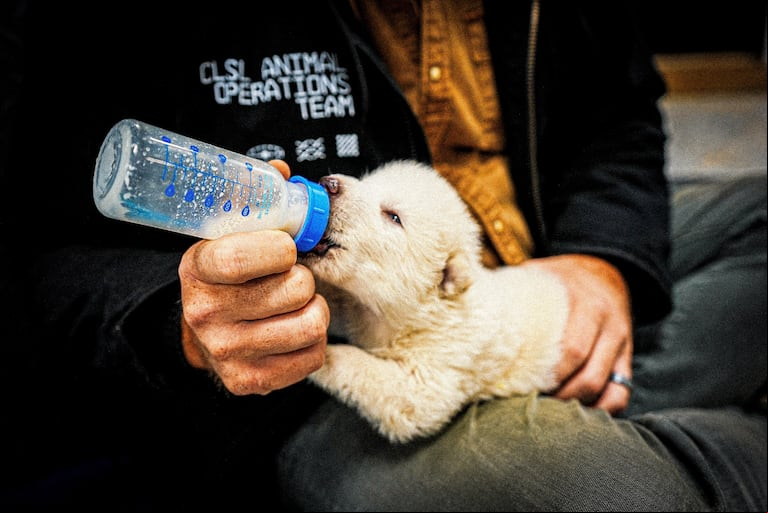 Uno de los cachorros de lobo modificado genéticamente. Foto: Reuters