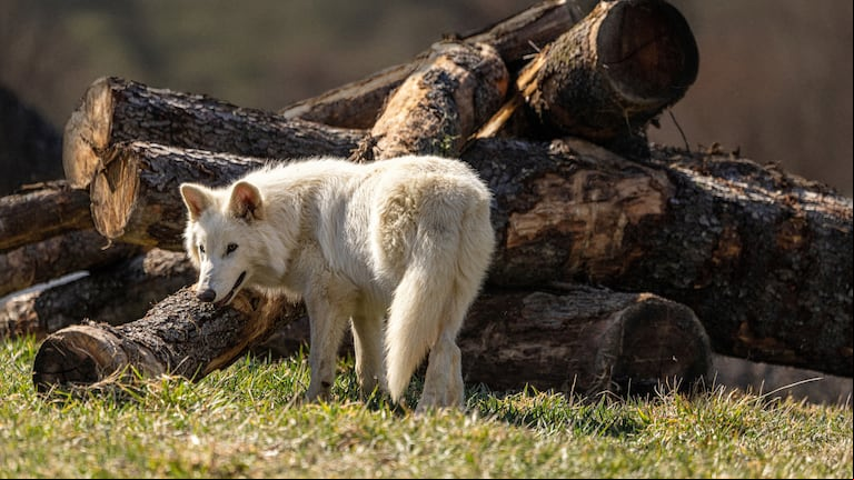 Uno de los lobos modificados genéticamente para traer de la extinción al lobo terrible. Foto: Colossal Biosciences/