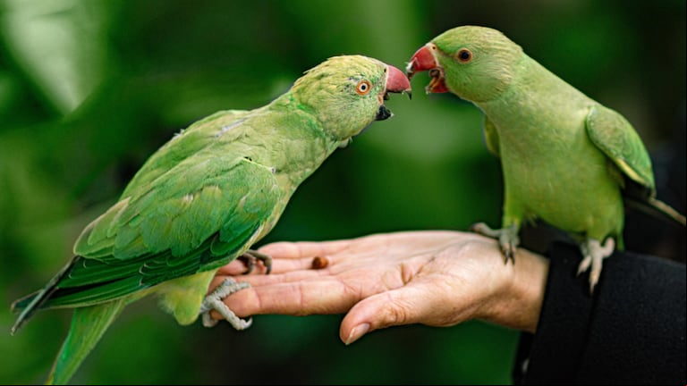 Varios de los animales de la lista destacan por necesitar mucho espacio para tener una buena calidad de vida. (Foto: Pixabay)