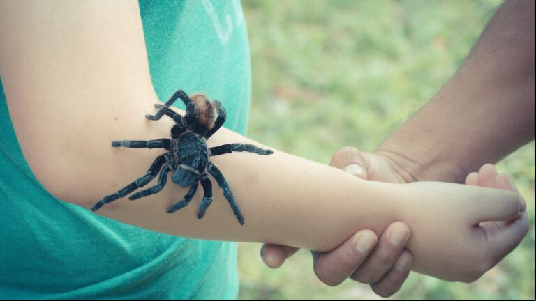Veneno de tarántula: un tratamiento contra el dolor